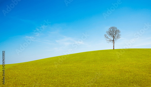 Landscape featuring single leafless tree standing on green grassy hill against a bright blue sky. Peaceful and serene natural background.