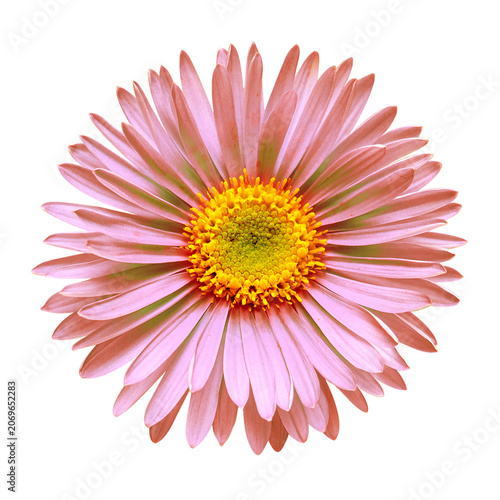 Flower red aster head isolated on white background with clipping path. Nature, macro. Spring concept. Stamen and pistil. Floral pattern, object. Flat lay, top view