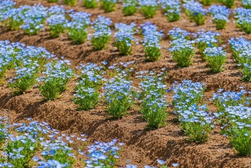 春の陽気に咲き誇るネモフィラの花畑 畑の畝に並ぶ青い花