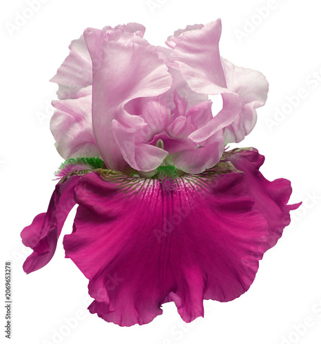 Schilderij op canvas Pink iris head isolated on white background