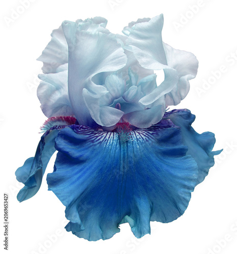 Blue iris head isolated on white background. Beautiful flower. Summer. Spring. Flat lay, top view. Floral pattern. Love. Valentine's Day