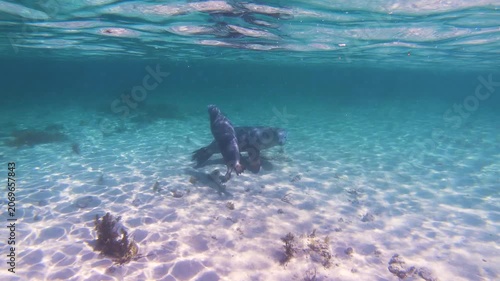 Slow motion video of an Australian sea lion swimming through crystal clear blue water off the Eyre Peninsula, South Australia.