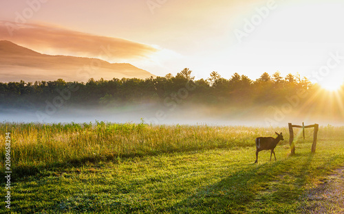 Fotografía White Tailed Deer and Fog Filled Meadow on The Cades Cove Loop, Great Smoky Moun