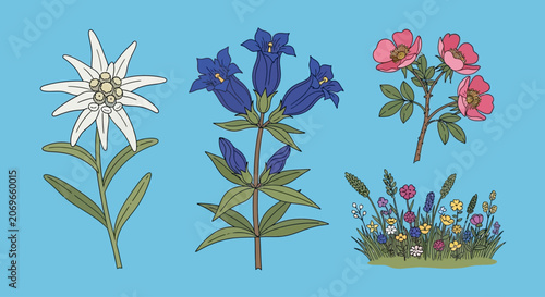 Vibrant collection of diverse alpine wildflowers and plants presented in a clear, isolated illustration against a sky blue background