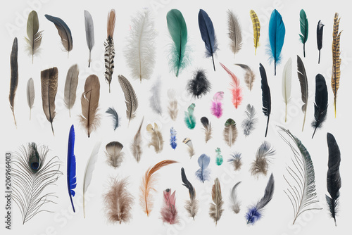 Multiple forms of bird feather