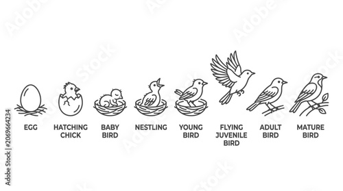 Schilderij op canvas Bird Life Cycle Stages Illustration.