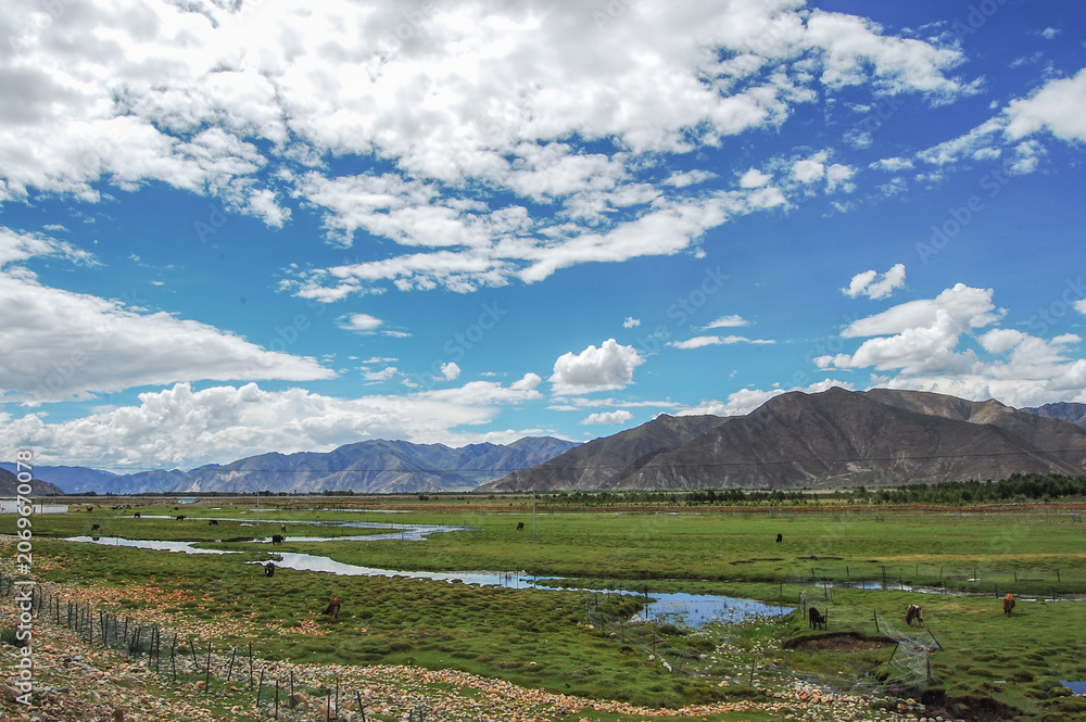 Fototapeta premium Vast grassland under a clear blue sky with scattered clouds