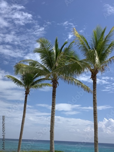 Fotografía Coconut tree-Taken in Tulum, MX 10/7/2023