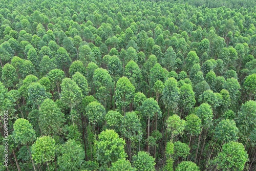 Drone aerial view of eucalyptus plantation in industrial forest estate featuring dense tree canopy, sustainable timber production, forestry management and green tropical landscape