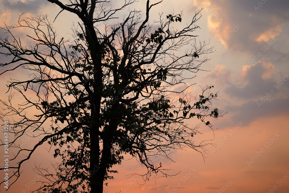 Obraz premium Silhouette of a lone tree against a colorful sunset sky with dramatic clouds, creating a peaceful and moody natural landscape. Ideal for nature backgrounds, seasonal themes.