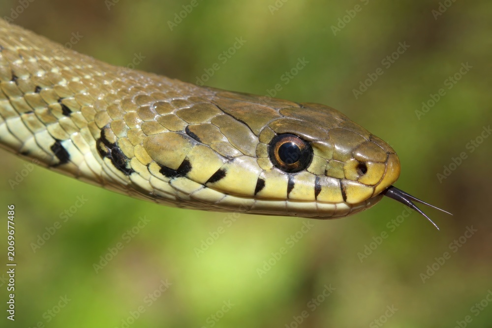Obraz premium Grass snake head flicking forked tongue in wild nature habitat, alert reptile close-up showing detailed scales and eye with soft green bokeh background