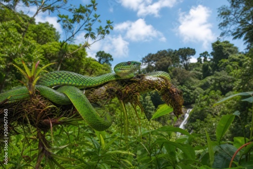 Green pit viper coiled on mossy tree branch in lush tropical rainforest with waterfall background, vibrant exotic wildlife scene.