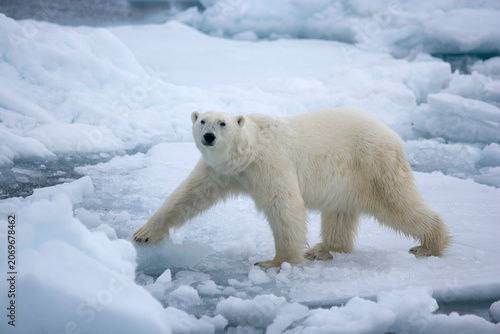 Polar bear on sea ice near Svalbard in the Artic