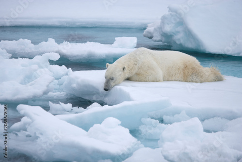Polar bear on sea ice near Svalbard in the Artic