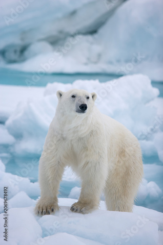 Polar bear on sea ice near Svalbard in the Artic