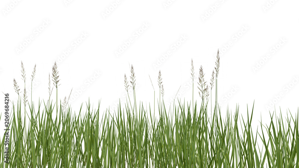 Obraz premium Tall Grass Blades on Black Background