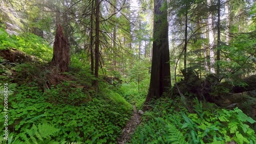 Hiking on Empty Trail through Bogachiel Forest in Olympic National Park