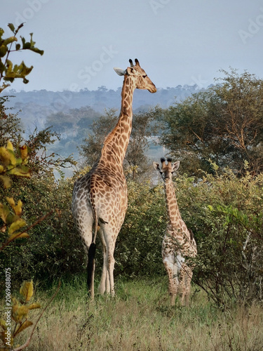 Photography Giraffe with baby