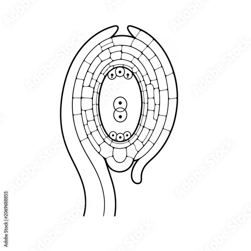 Ovule Structure Longitudinal Section Educational Plant Biology Illustration Isolated on White Background