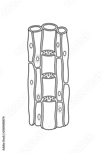 Phloem Structure Educational Plant Biology Illustration Isolated on White Background