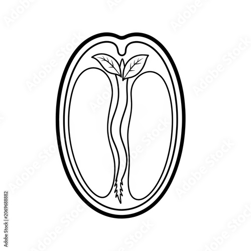 Seed Germination Structure Educational Plant Biology Illustration Isolated on White Background