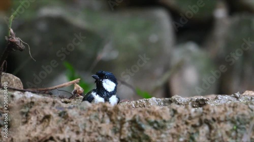 Close up of a small wild tit bird energetically bathing and splashing in a muddy puddle with flying water droplets.