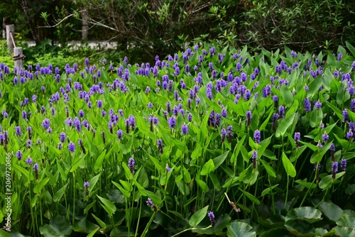 Pickerelweed (Pontederia cordata) flowers. It is an aquatic plant that produces numerous blue-purple flowers in spike from early summer through autumn.