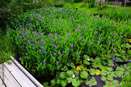 Pickerelweed (Pontederia cordata) flowers. It is an aquatic plant that produces numerous blue-purple flowers in spike from early summer through autumn.