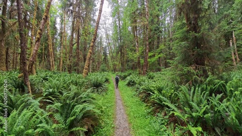 High Angle of Man Hiking Through Ferns in Olympic National Park