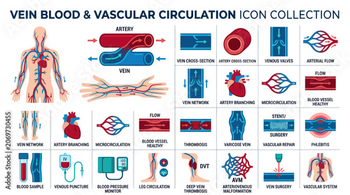 Bild auf Leinwand Vein Blood Vascular Circulation Icon Collection - Human Anatomy