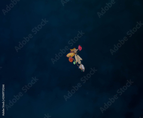 floating leaves in the lake