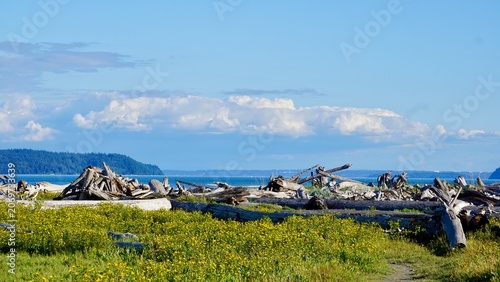 Obraz na plátně Beautiful driftwood landscape along the shores of the pacific northwest Puget so