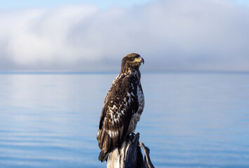 Young Immature Bald Eagle Perched on Driftwood, Kachemak Bay, Homer, Alaska