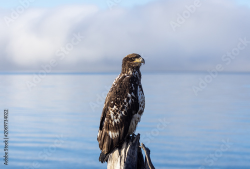 Young Immature Bald Eagle Perched on Driftwood, Kachemak Bay, Homer, Alaska