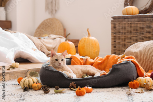 Cute cat with pumpkins lyin...
