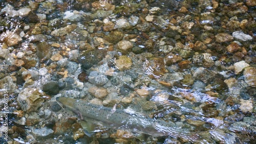 Closeup of salmon fish swimming upstream with fins breaking the surface of the water