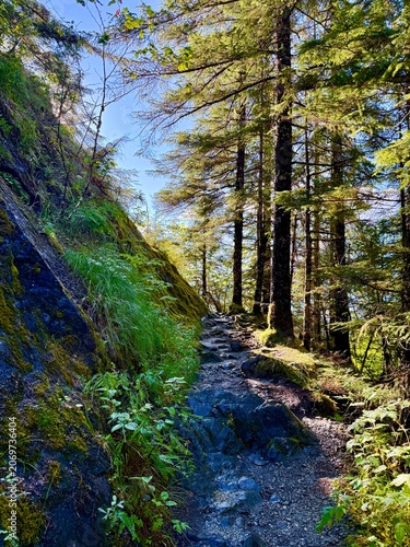 lush hiking trail in the forest of Alaska