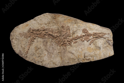 фотографія Ikechosaurus - genus of choristodere reptile