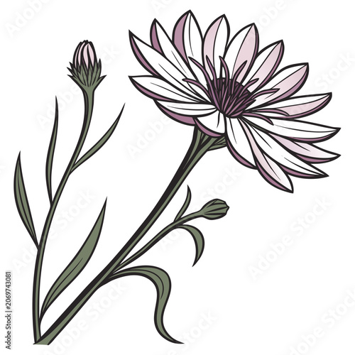 Xeranthemum Annuum Everlasting Flower Vector Illustration
