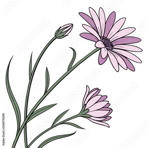 Purple Xeranthemum Annuum Wildflower Isolated Clipart