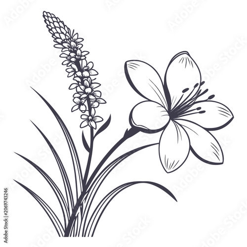 Foto xanthorrhoea minor line art flower vector