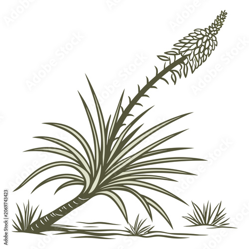 xanthorrhoea macronema