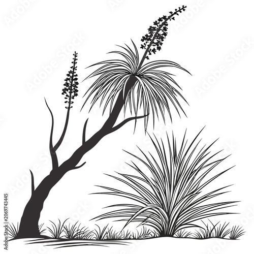 xanthorrhoea macronem on white background