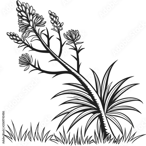 xanthorrhoea macronema line art flower