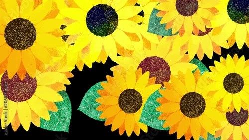 Hand drawn Sunflower Transition