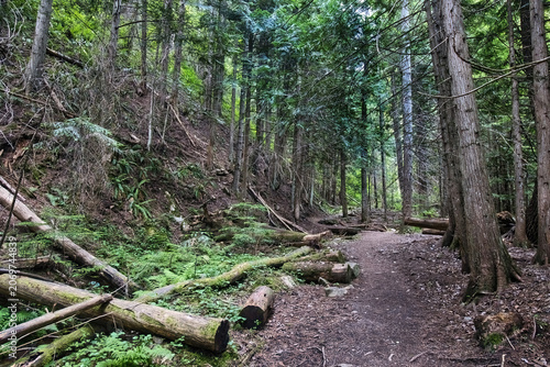 The Pulaski Tunnel hiking trail passes fallen trees along a mountain path through dense woodlands near Wallace, Idaho.