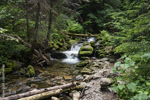 Summer day view of a small creek and waterfall flowing through the dense mountain woodlands near Wallace, Idaho.