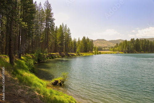 Sunny summer day view of a peaceful lakeshore with bright vegetation and surrounding trees along Lake Coeur d’Alene near Harrison, Idaho.