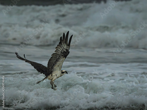 Wild osprey taking off from the surf zone along the coast.