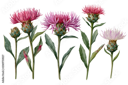 Watercolour painting of knapweed plant isolated on white transparent background - design element cut-out object